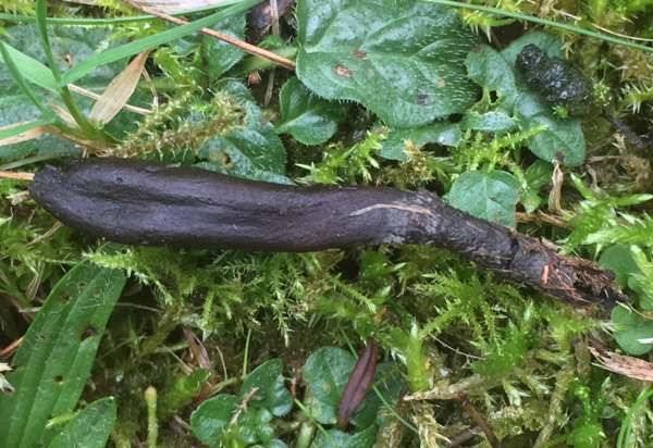 Trichoglossum hirsutum, Hairy Earthtongue, England