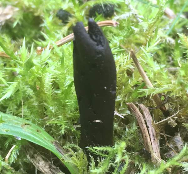 Trichoglossum hirsutum, Hairy Earthtongue, southern England