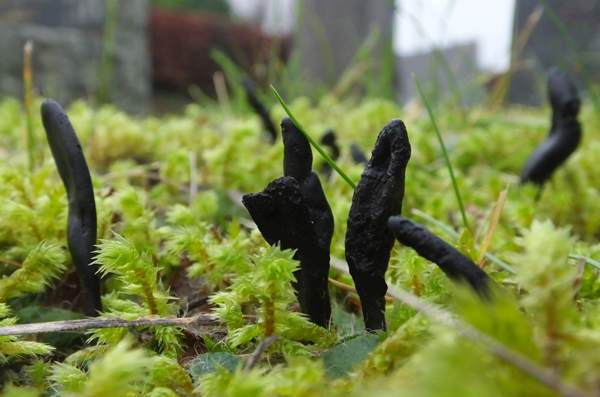 Trichoglossum hirsutum, Hairy Earthtongue, west Wales