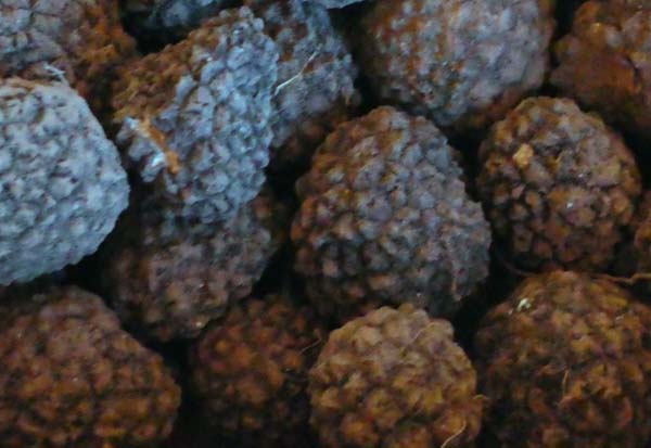 Tuber aestivum - Summer Truffle