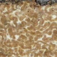 Cut section of a Summer Truffle Tuber Aestivum