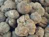 Tuber magnatum, Piedmont White Truffle