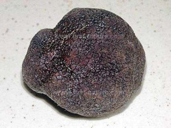 Tuber melanosporum Vittad. - Perigord Truffle