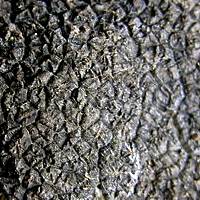 Closeup of outer surface of Tuber melanosporum