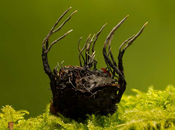 Xylaria carpophila, Beechmast Candlesnuff