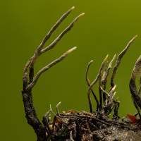 Close-up of Xylaria carpophila