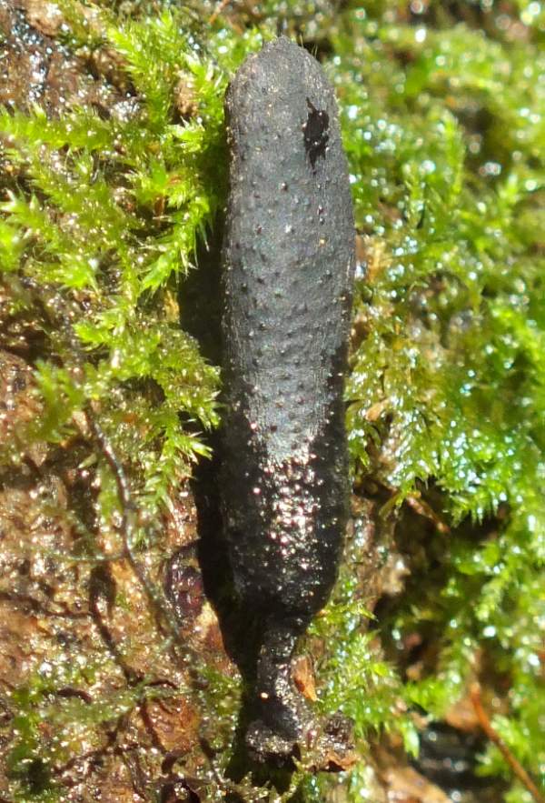 Xylaria longipes - Dead Moll's Fingers