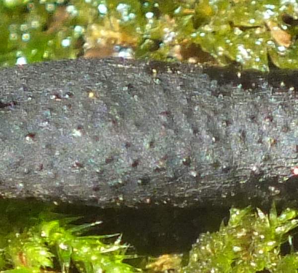 Xylaria longipes, Dead Moll's Fingers - close-up of the fertile surface