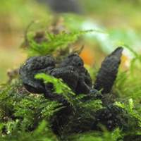 Dead Moll's Fingers, Wales UK