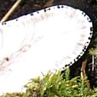 Xylaria polymorpha cross-section view