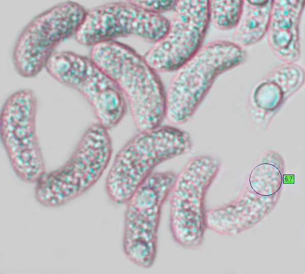 Spores of Auricularia auricula-judae