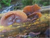 Auricularia auricula-judae, Jelly Ear fungus