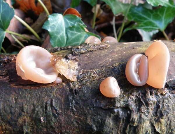 Auricularia auricula-judae - Jelly Ear Fungus - young fruitbodies