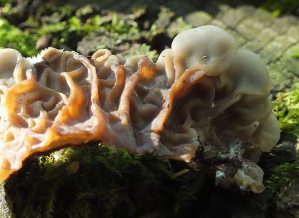 Auricularia mesenterica, Tripe Fungus - older fruitbodies