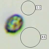 Spore of Lentinellus cochleatus