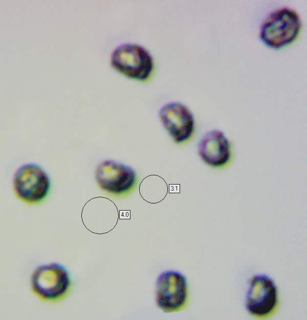 Basidia of Lentinellus cochleatus