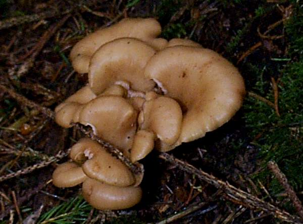 Lentinellus cochleatus - Tawny Cockleshell