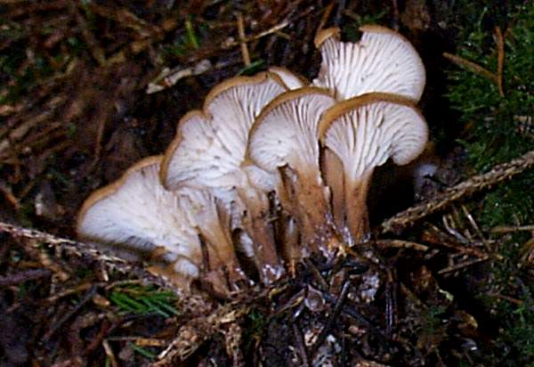 Underside view of Lentinellus cochleatus