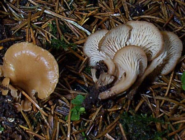 Top and side view, Lentinellus cochleatus