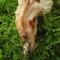 Stem of Lentinellus cochleatus