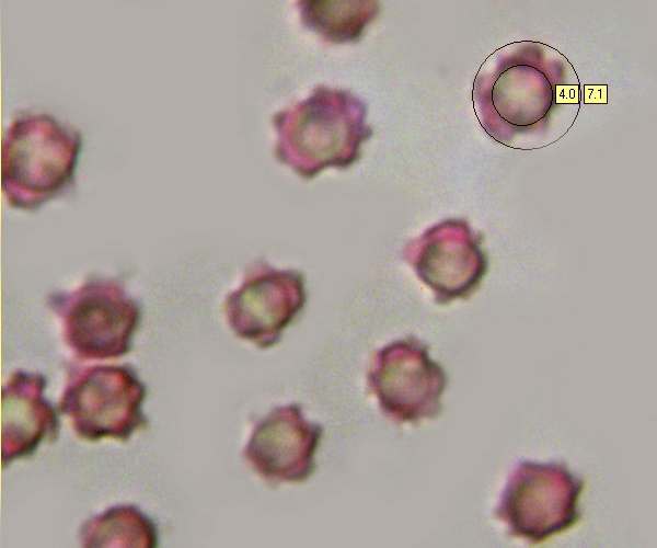 Spores of Hydnellum concrescens