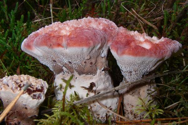 Hydnellum peckii, Devil's Tooth