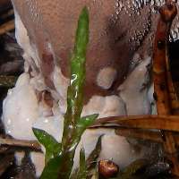 Stem of Hydnellum peckii
