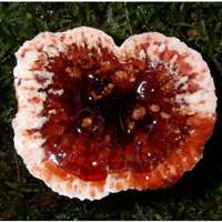 Cap surface of Hydnellum peckii 