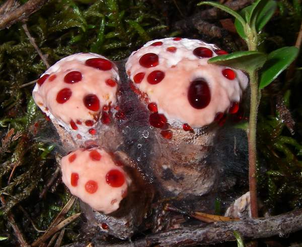 Hydnellum peckii, Devil's Tooth, young fruitbodies