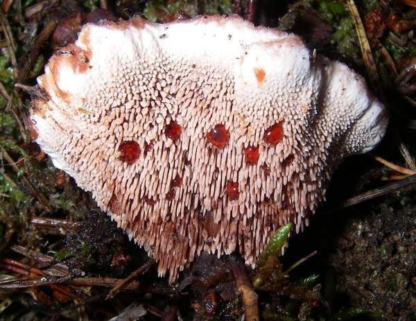 Side view of Hydnellum peckii