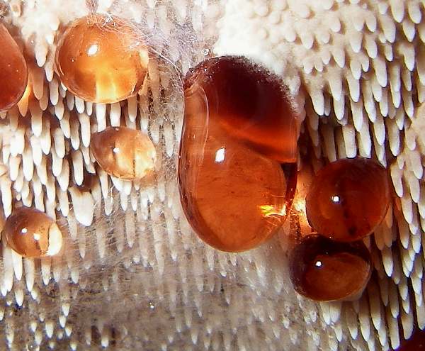 Droplets of fertile surface of Hydnellum peckii