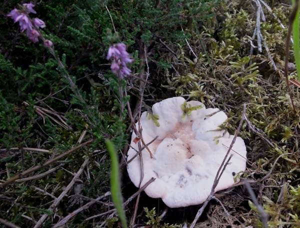 Hydnellum peckii Culbin Foirest, Scotland