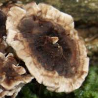Cap of Phellodon melaleucus