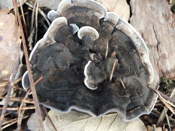 Phellodon niger