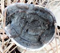 Cap of Phellodon niger