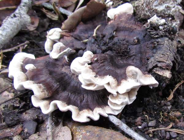 Phellodon niger, southern Portugal