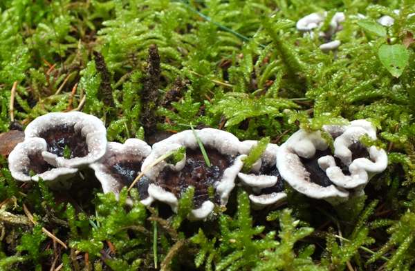 Phellodon niger, southern England