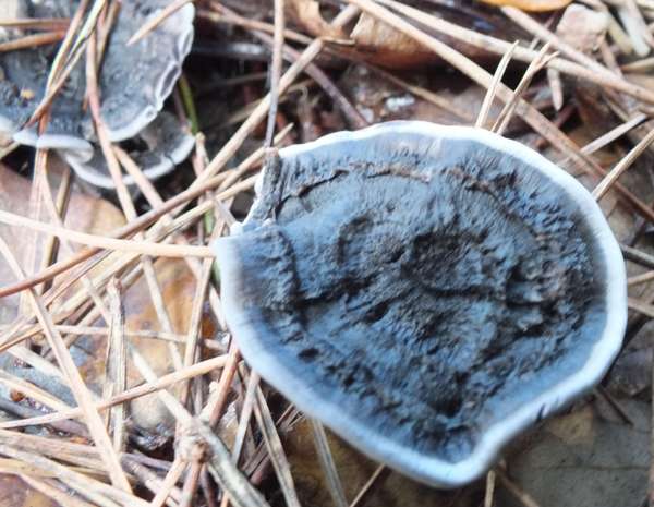 Phellodon niger with blue tones