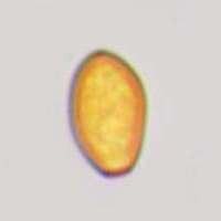 Spores of Bolbitius titubans