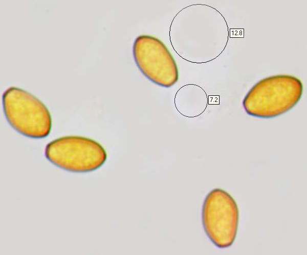 Spores of Bolbitius titubans
