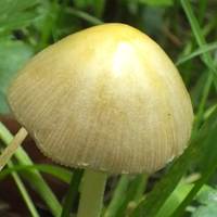 Bolbitius titubans - cap with striate margin