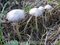 Bolbitius titubans - decaying caps