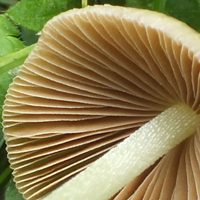 Yellow Fieldcap - gills