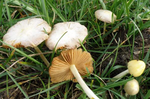 Bolbitius titubans - Yellow Fieldcap, France