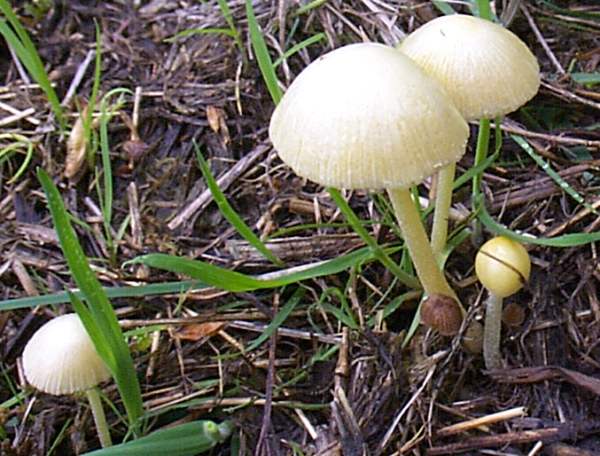 Bolbitius titubans - Yellow Fieldcap, on manured grassland,southern England