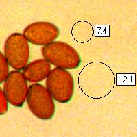 Spores of Conocybe apala