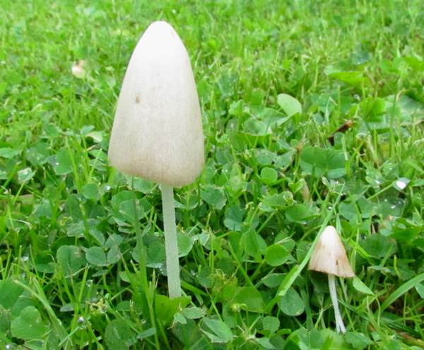 Conocybe apala, Milky Conecap, Wales, UK