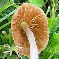 Gills of Conocybe apala - Milky Conecap