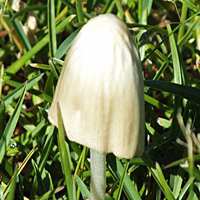 Cap of Conocybe apala, Milky Conecap