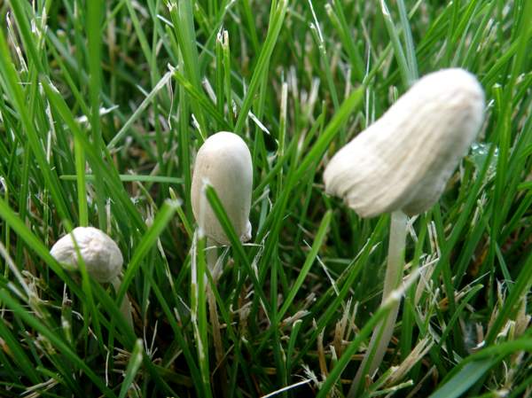 Conocybe apala, Milky Conecap, Montana, USA
